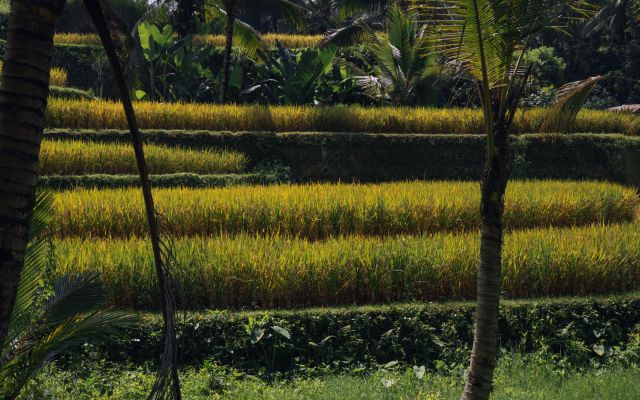 Surf & Yoga Camp Bali