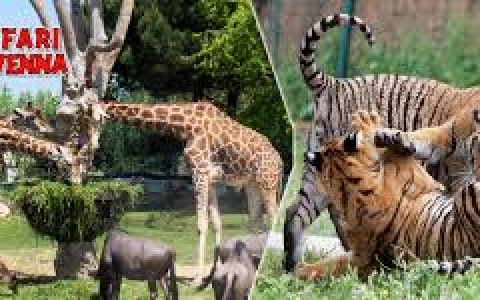 Zoo Safari